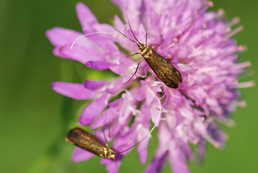 Farfalla dorata da ID. - Nemophora sp. ( Adelidae)